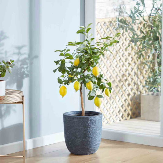 Thompson & Morgan 1 x Lemon Tree 9cm pot
