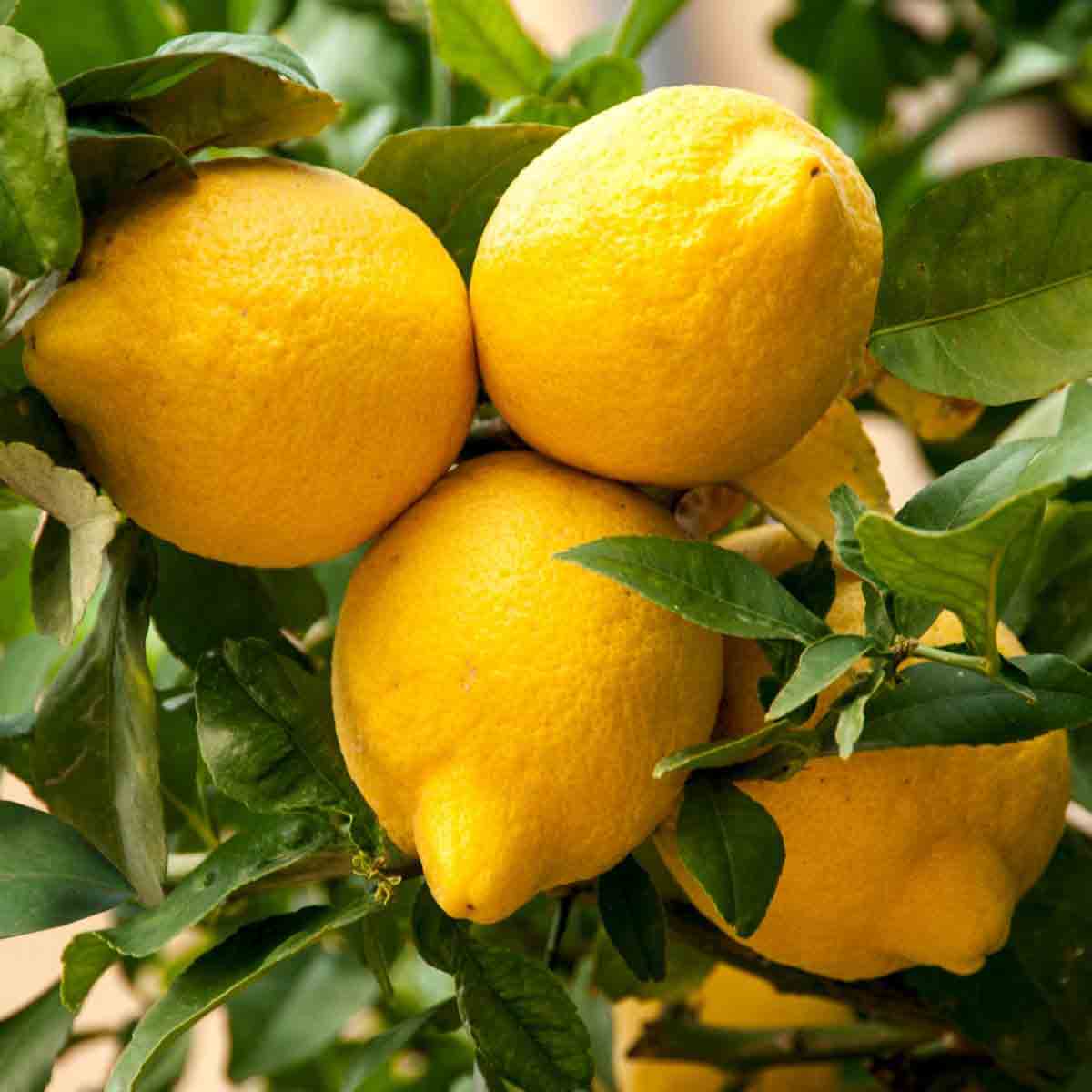 Thompson & Morgan 1 x Lemon Tree 9cm pot