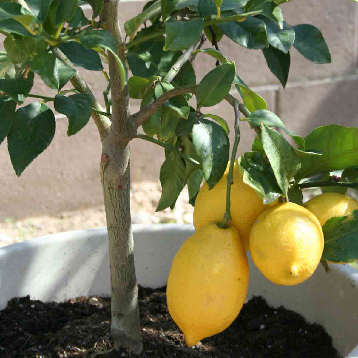 Thompson & Morgan 1 x Lemon Tree 9cm pot