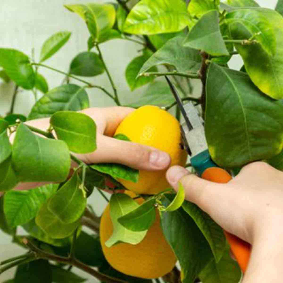 Thompson & Morgan 1 x Lemon Tree 9cm pot
