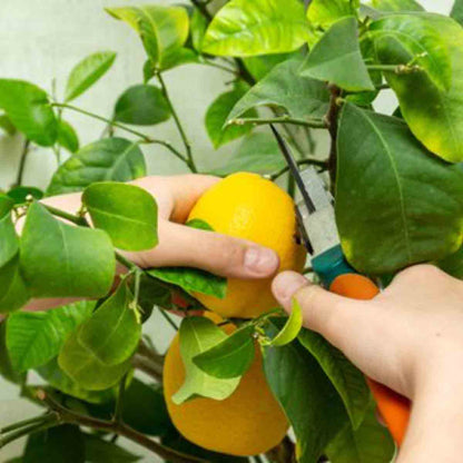Thompson & Morgan 1 x Lemon Tree 9cm pot