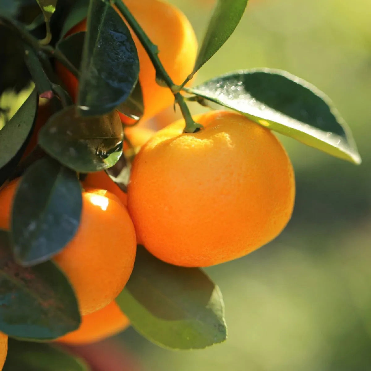 Thompson & Morgan 1 x Orange Tree 9cm pot