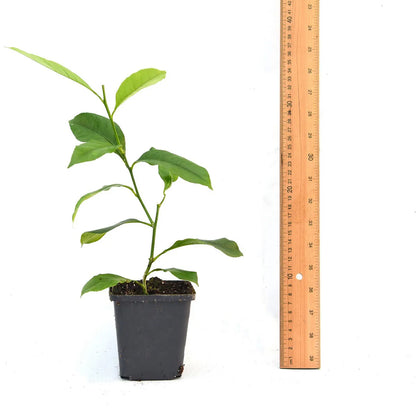 Thompson & Morgan 1 x Orange Tree 9cm pot