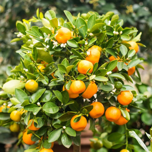 Thompson & Morgan 1 x Orange Tree 9cm pot