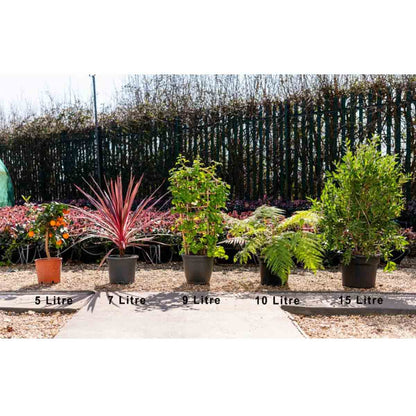 Thompson & Morgan 1 x Orange Tree 9cm pot