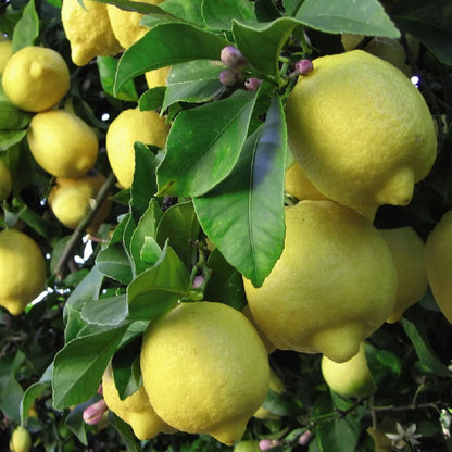 Thompson & Morgan 1 x Lemon Tree 9cm pot
