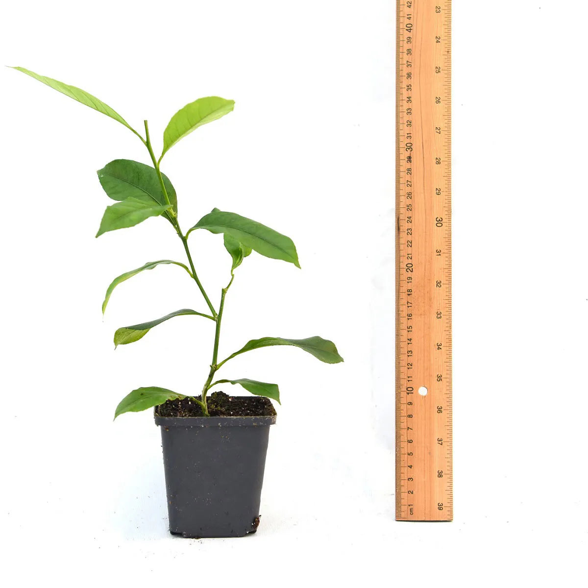 Thompson & Morgan 1 x Lemon Tree 9cm pot