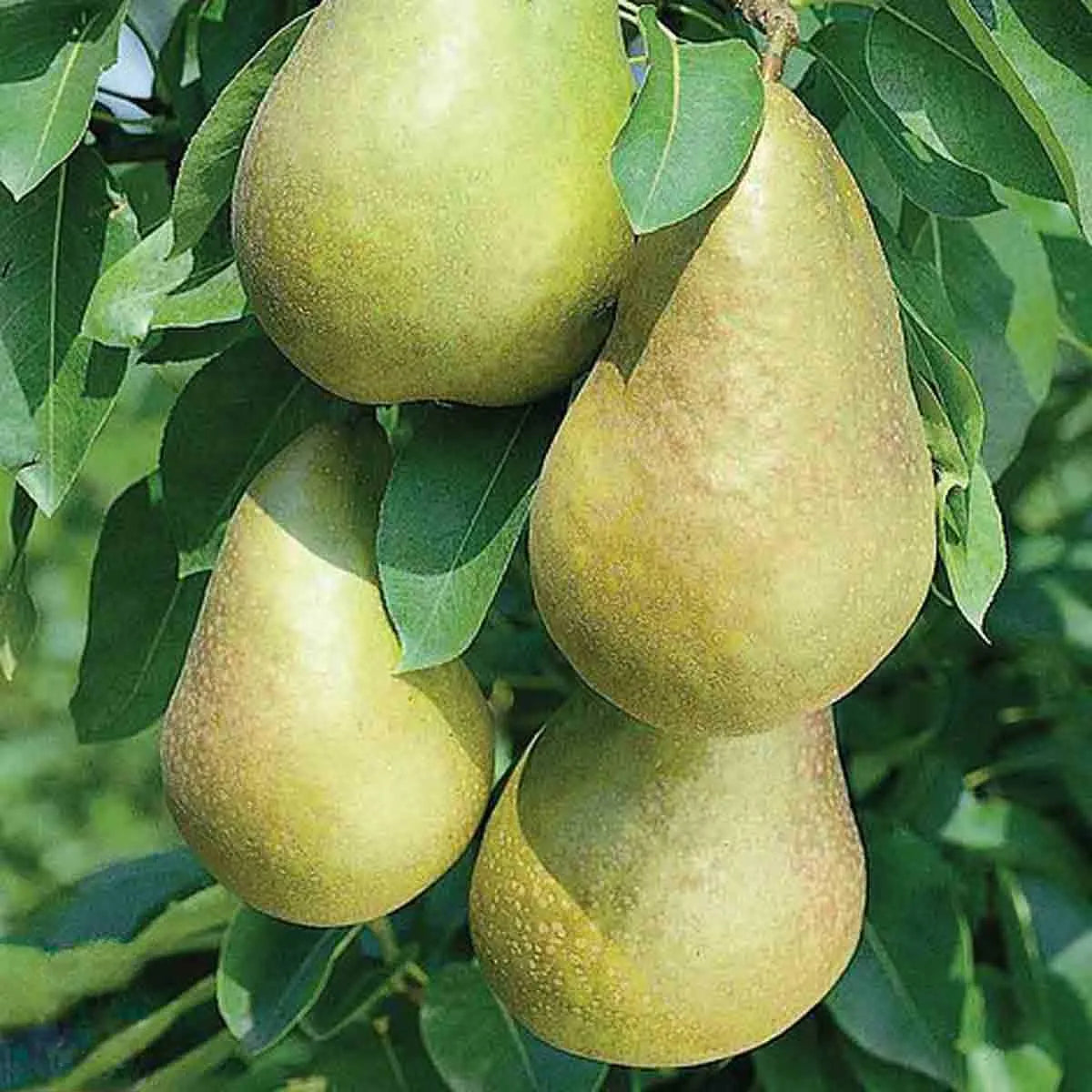 Thompson & Morgan 1 Pear 'Mini Conference' plant in 9cm pot (Quince C)