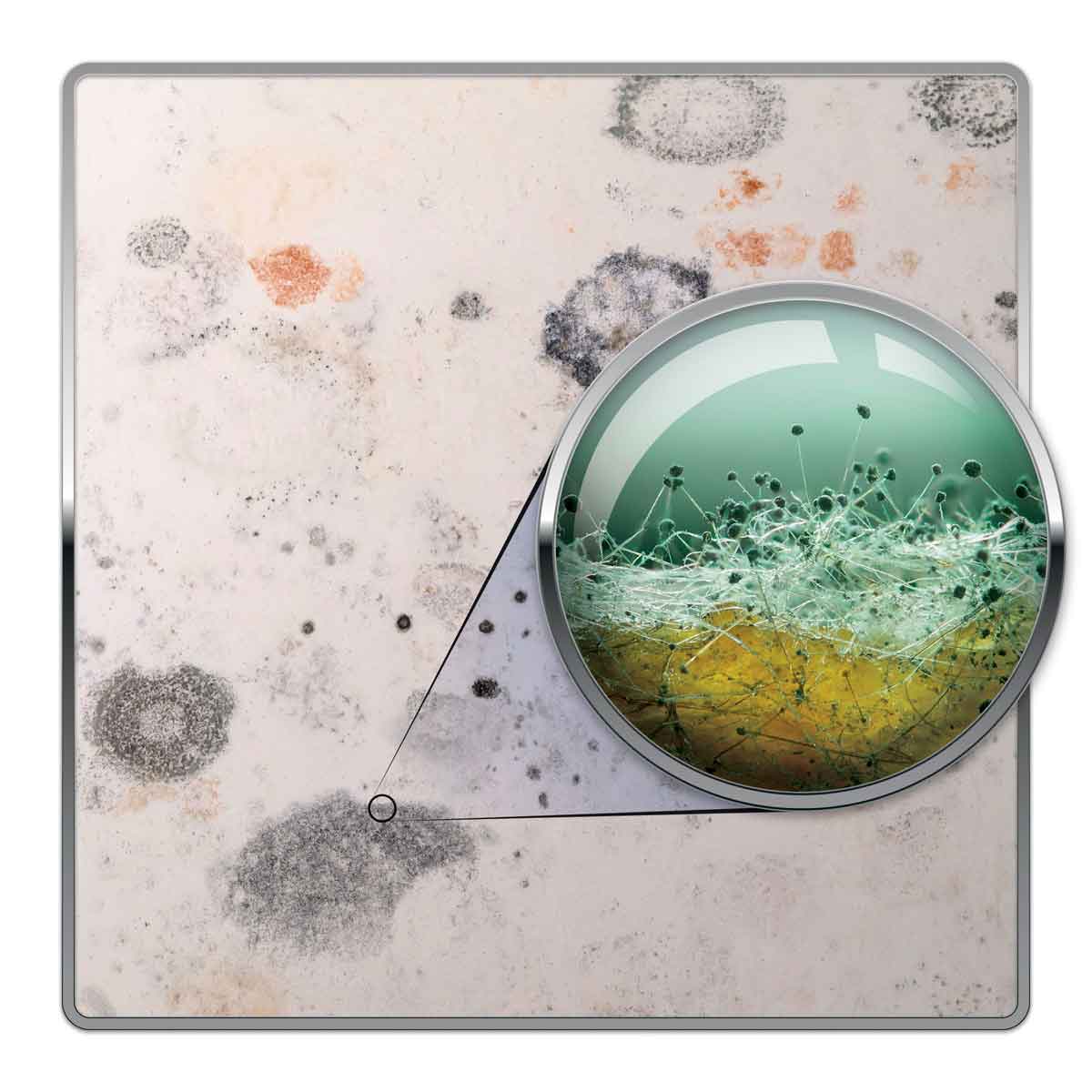 Dryzone Mould Remover Prevention Kit - (2X5L & Sprayer) Black Mould & Mildew Remover On Walls, Bathroom, Kitchen, Ceilings, Shower