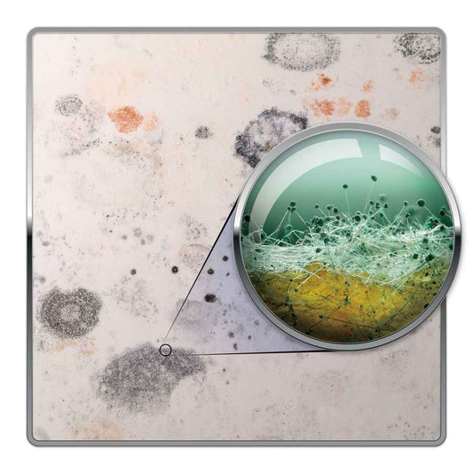 Dryzone Mould Remover Prevention Kit - (2X5L & Sprayer) Black Mould & Mildew Remover On Walls, Bathroom, Kitchen, Ceilings, Shower